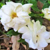 Cape Jasmine Gardenia 