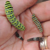 Black swallowtail caterpillars (instars 1-4)