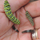 Black swallowtail caterpillars (instars 1-4)