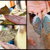 Blue Oakleaf butterfly