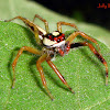 Two-striped Jumping Spider (Male)