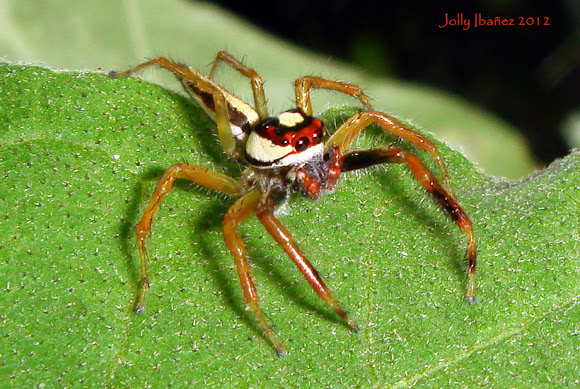Two-striped Jumping Spider (Male) | Project Noah