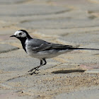 Wagtail - White Wagtail