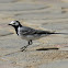 Wagtail - White Wagtail