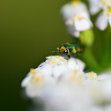 Jewel beetle