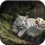 Cover Image of ดาวน์โหลด Tiger Live Wallpaper 1.0.3 APK