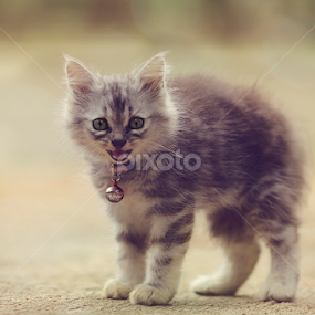 by Irsya Irsya - Animals - Cats Kittens