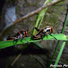 Lubber Grasshopper nymphs