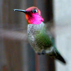 Anna's Hummingbird