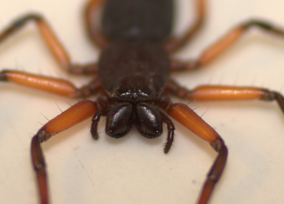Scorpion spider