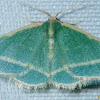 White fringed Emerald Moth
