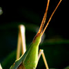 Pointed Head Grasshopper