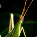 Pointed Head Grasshopper