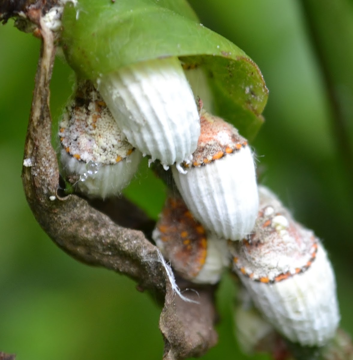 Cottony Cushion Scale Project Noah