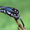 Domino Cuckoo bee