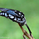 Domino Cuckoo bee