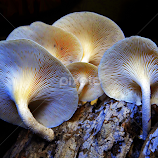 go wild by Asif Bora -  