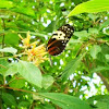 Tiger Longwing Butterfly