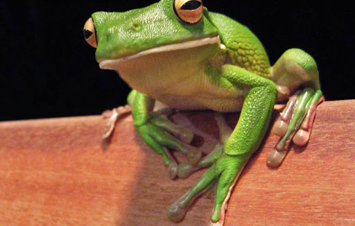 【免費生活App】Frog Wallpapers HD-APP點子