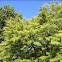 Skyline Honeylocust