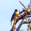 Lesser Goldfinch