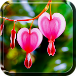 Heart Flower Live Wallpaper Apk