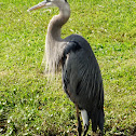 Great Blue Heron