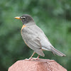 American Robin