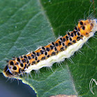 Norape caterpillar