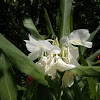 White ginger lily