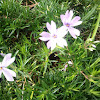 Blue emerald creeping phlox