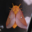 Pink-striped Oakworm Moth