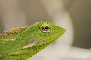 Chameleon by Khristopher Sugiarto -  