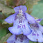 Ground Ivy