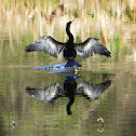 Anhinga