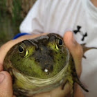 American Bullfrog