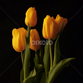 Tulipán by Erick Castro Alvarado - Flowers Flower Arangements