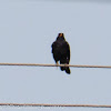 Blackbird; Mirlo Común