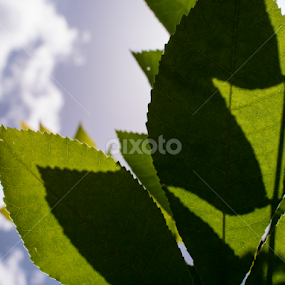 by Daniel Douriet - Nature Up Close Leaves & Grasses