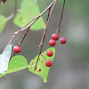 Common hackberry