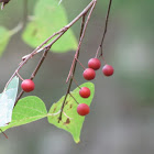 Common hackberry