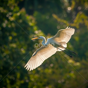Free Falling by Mahdi Hussainmiya - Animals Birds