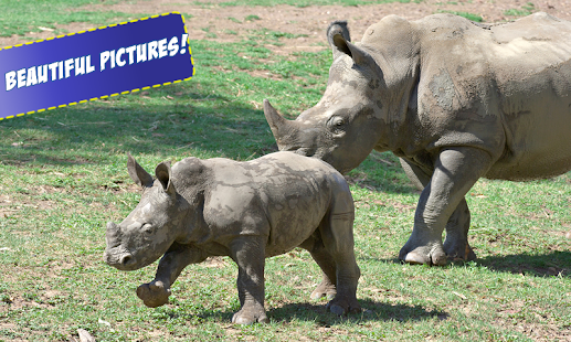 Lastest Free Cubs Jigsaw Puzzle APK for PC