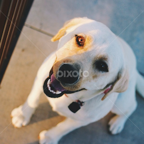Rita, the next door neighbors lab! 🐾 by Jenna Line - Animals - Dogs Portraits