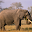 Elephant Jigsaw Puzzle Download on Windows