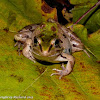 Southern leopard frog (male)