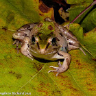 Southern leopard frog (male)