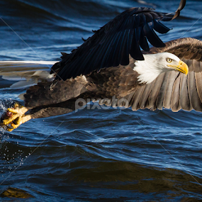 Stretch by Mike Trahan - Animals Birds