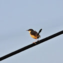 Ashy Prinia or Ashy Wren-Warbler