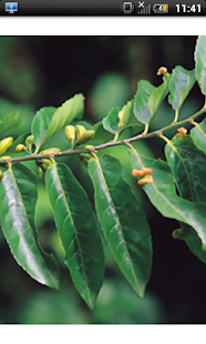 臺灣樹木圖鑑 Screenshots 5